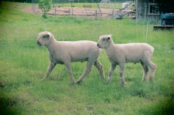 Patruliuojančios ūkyje avys.